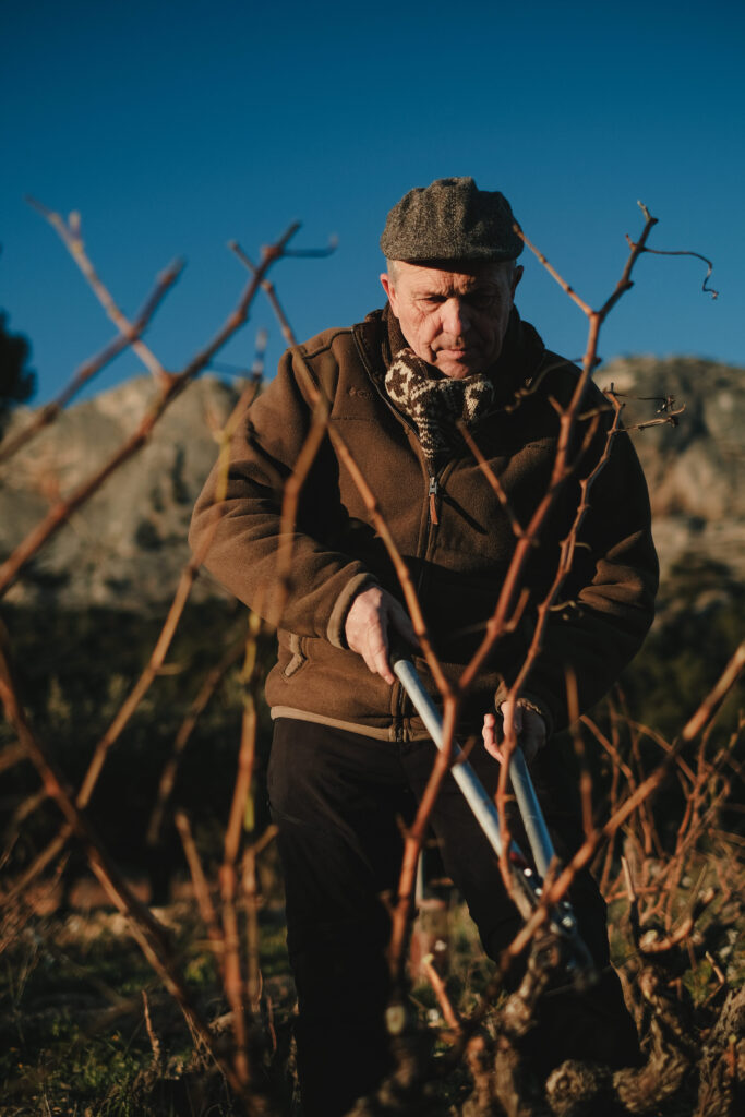 entretien de la vignes beewine photo