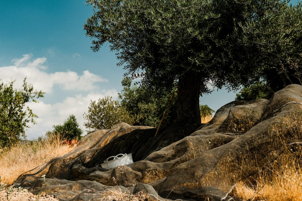 oliviers photographie