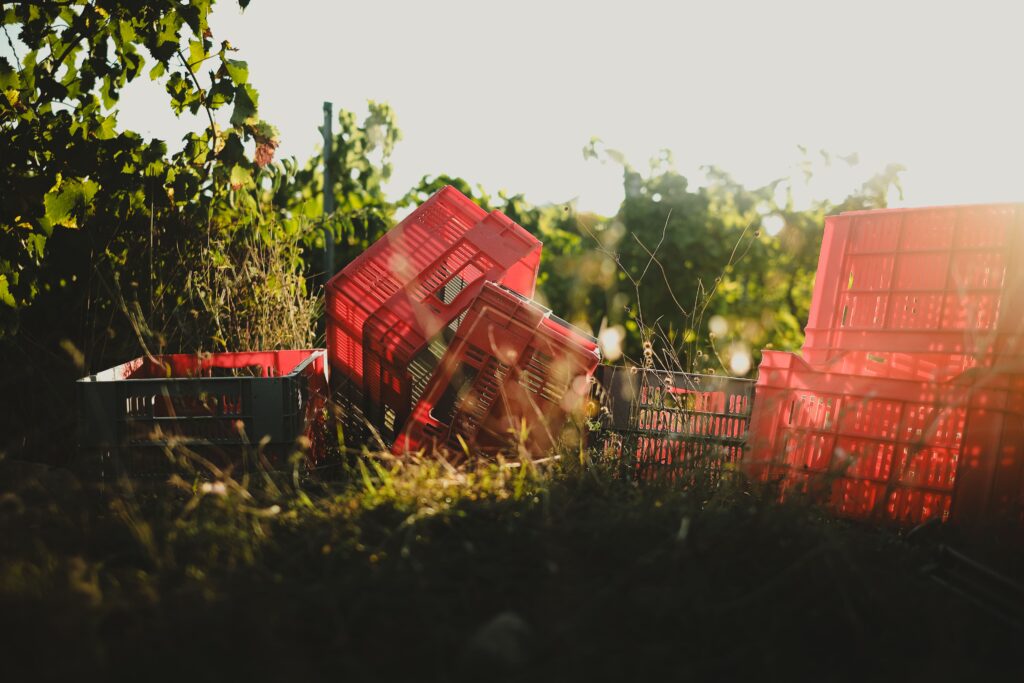 photo vignobles cagettes rouges recolte