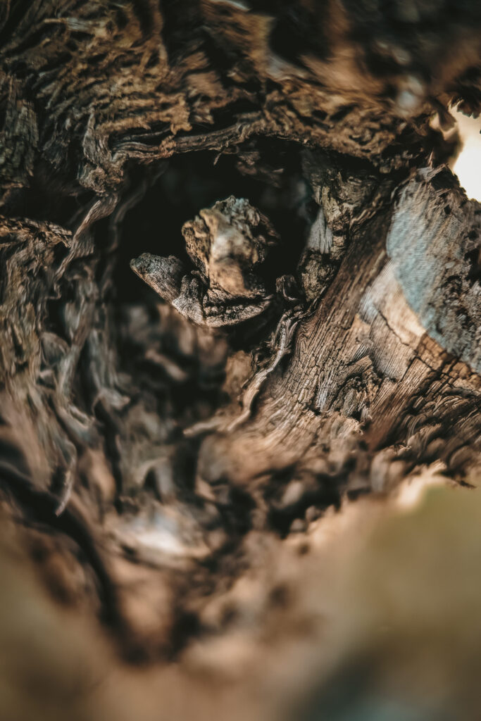 photo vignobles cepage vieille vigne