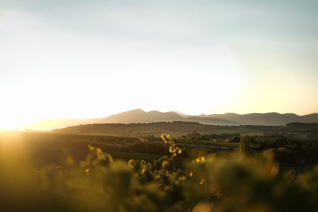 photo vignobles coucher soleil vignes