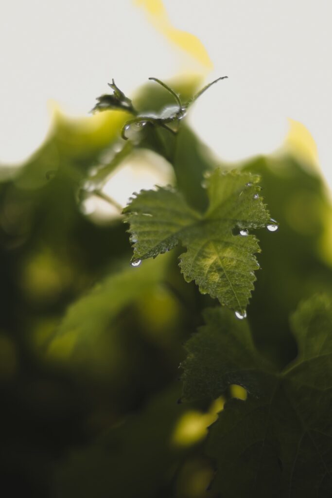 photo vignobles feuille vigne macro
