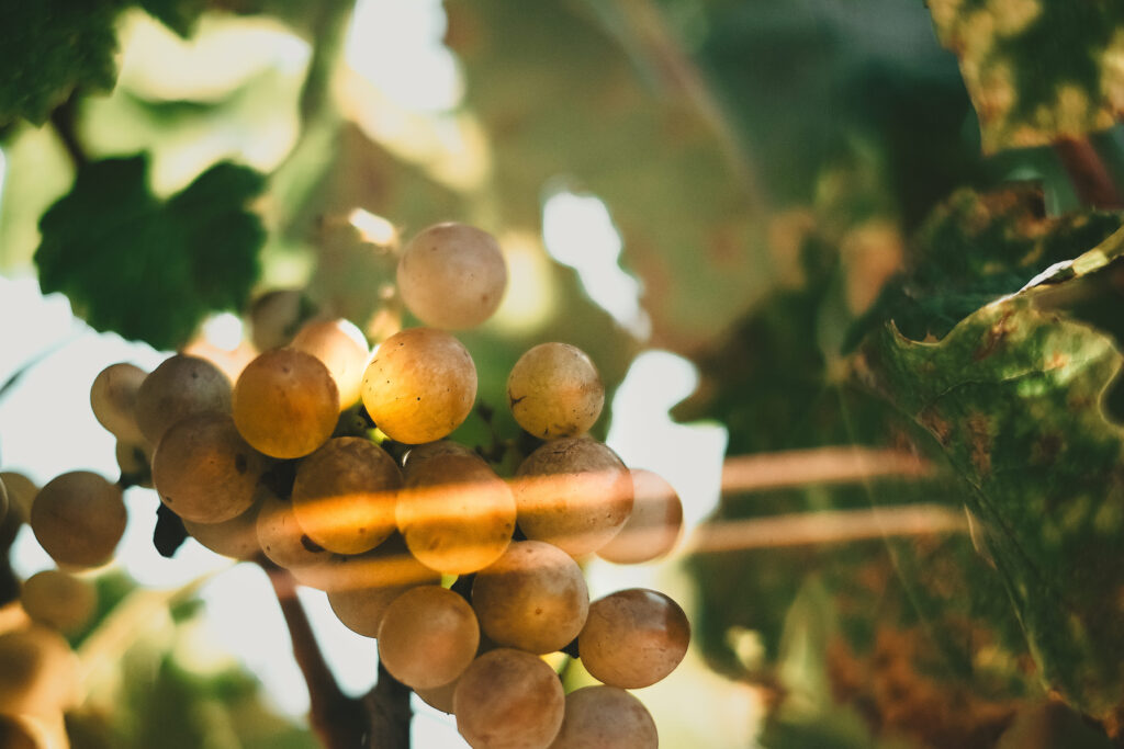 photo vignobles grappes blanches vignes