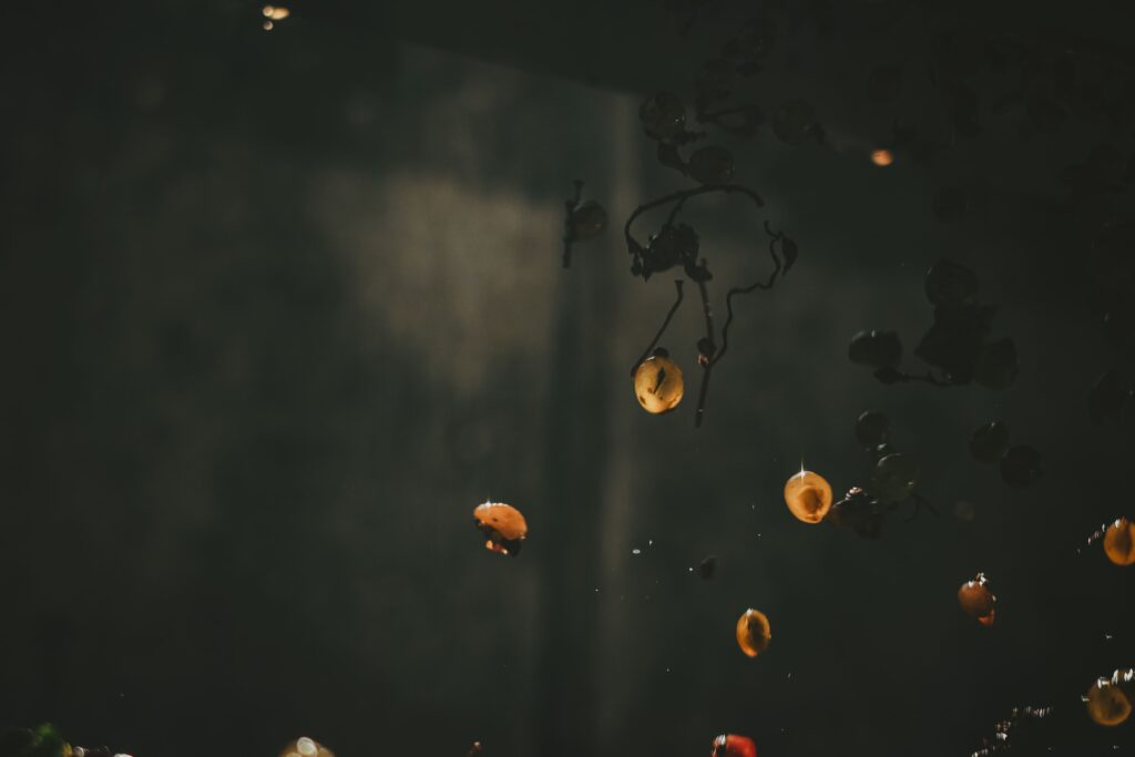 photo vignobles grappes chute raisins