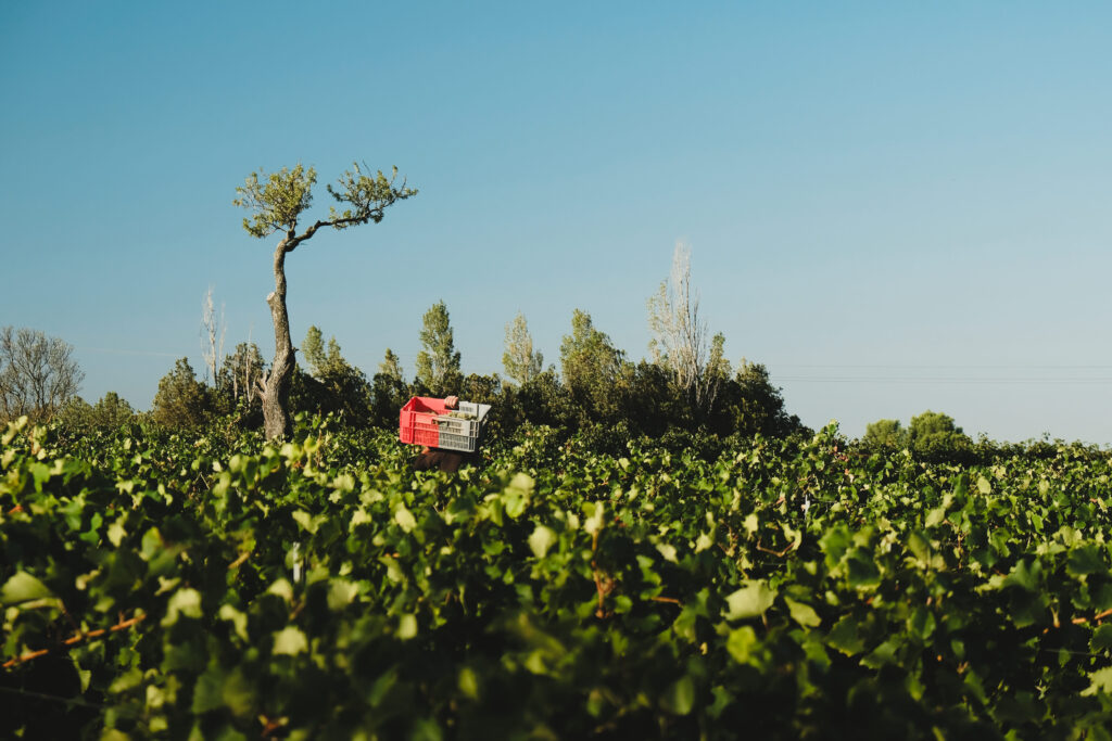 photo vignobles harvest cagettes vignes