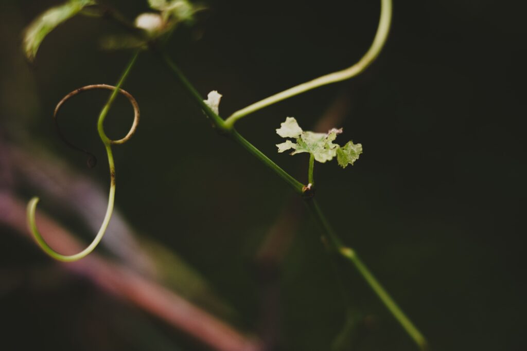 photo vignobles jeune pousse vigne