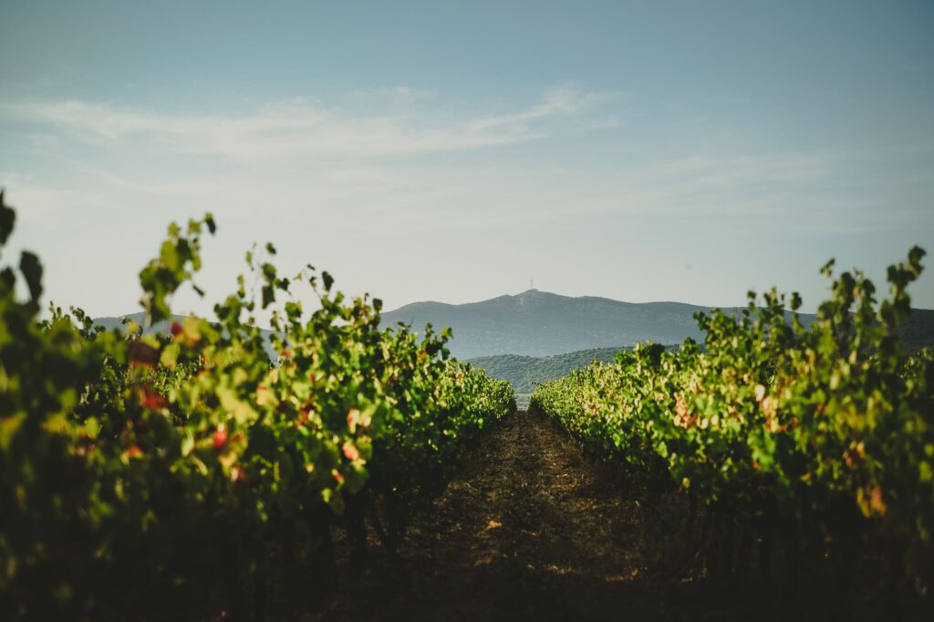 photo vignobles paysage vignes montagnes agence web domaine viticole