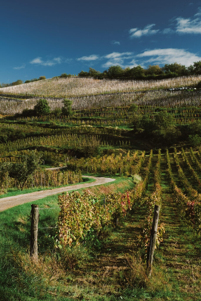 photo vignobles paysage viticole terrasses agence web domaine viticole