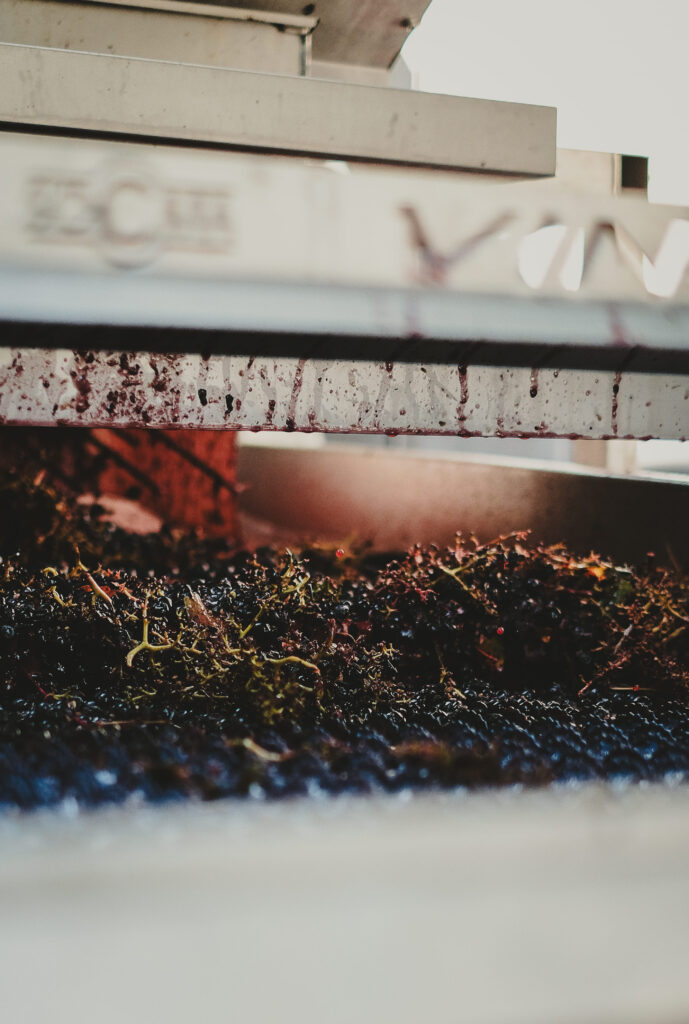 raisin vin beewine photographie