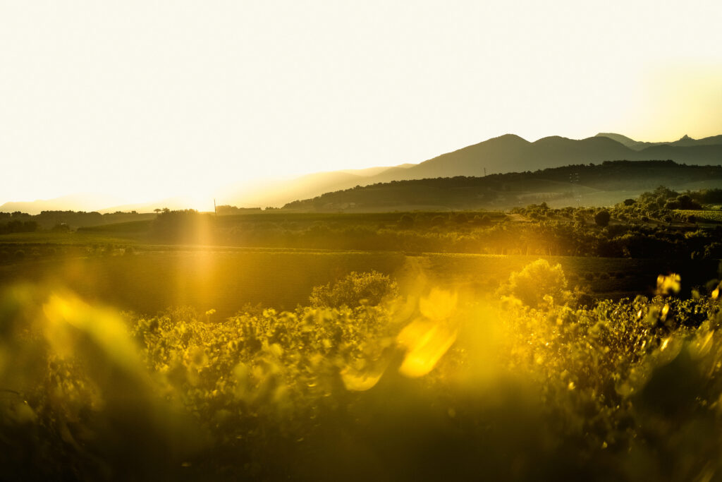 vignes photo beewine
